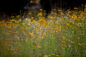 Government’s Consultation Response on Biodiversity Net Gain Regulations