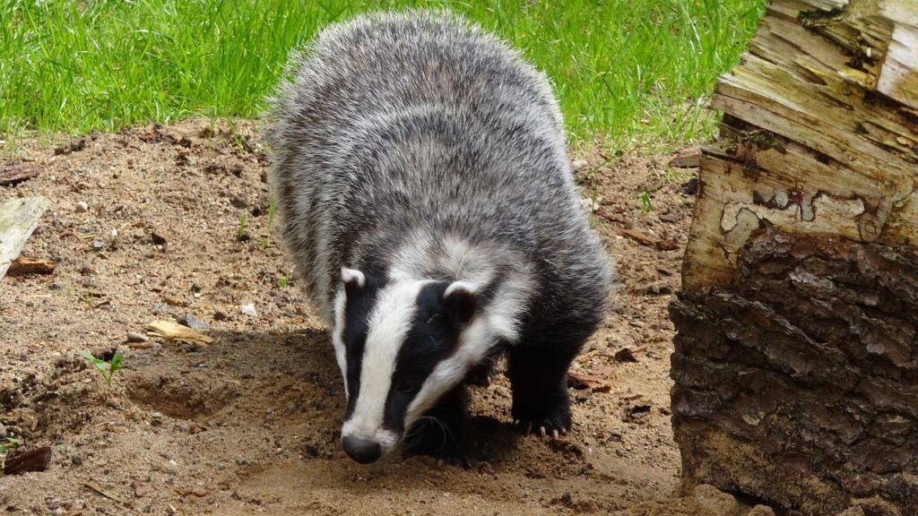 New badger protection guides for the Planning and Development Sector
