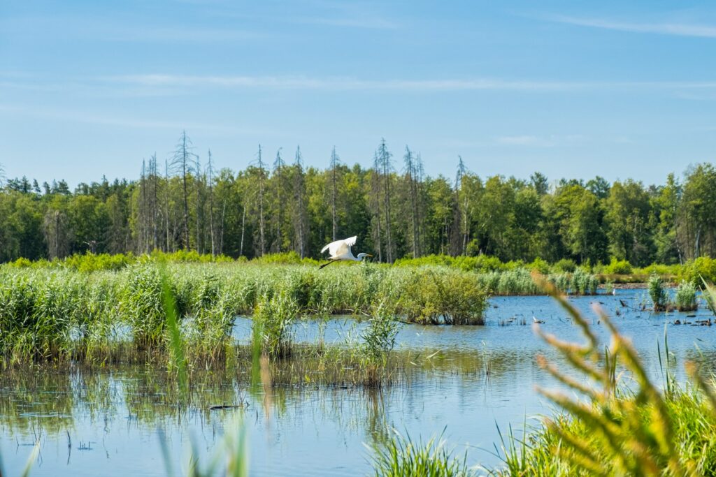 Biodiversity net gain rules have finally come into force in England