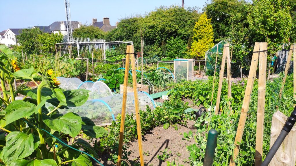 Allotments on new developments: planning priority or optional amenity?