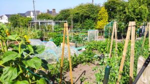 Allotments on new developments: planning priority or optional amenity?